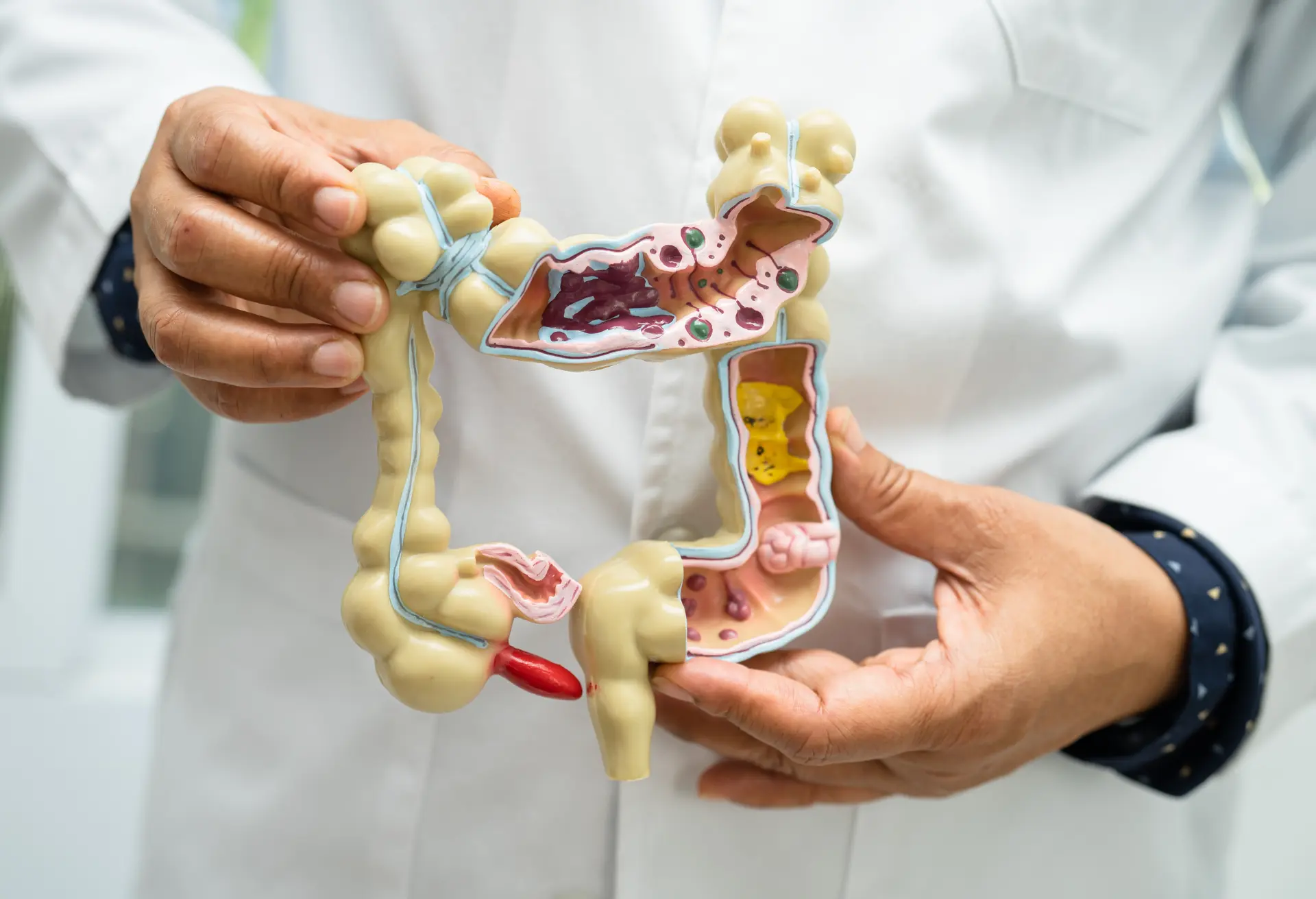 Gut & Digestive System