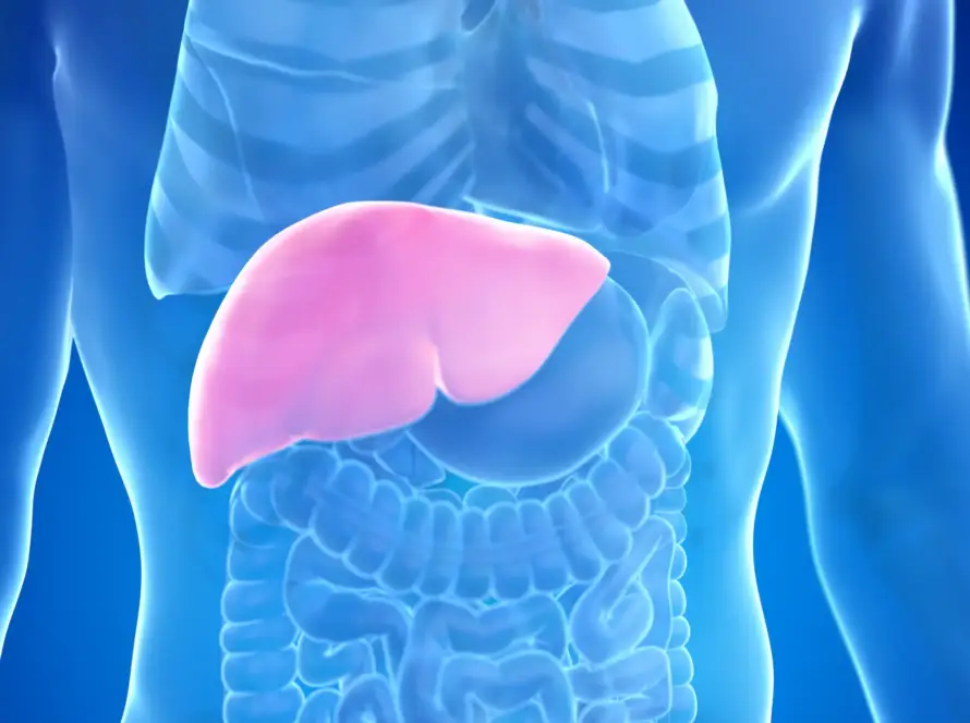 Liver