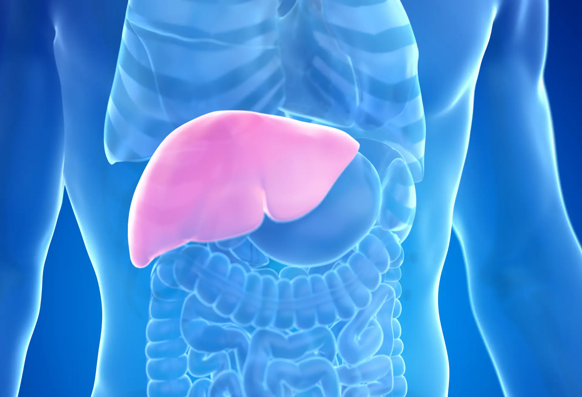 Liver