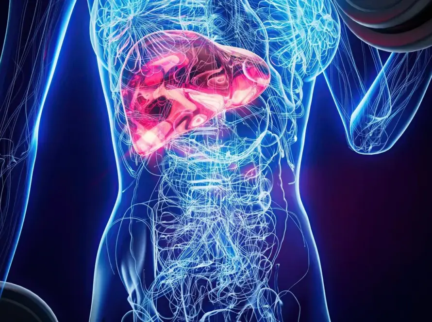 Illustration showing signs of liver damage in the human body, highlighting early warning signals and promoting liver health awareness.